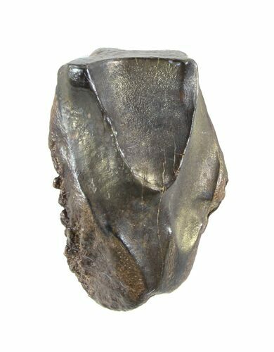 Triceratops Shed Tooth - Montana #50935